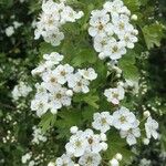 Crataegus monogynaFlower