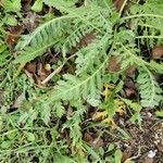 Tanacetum macrophyllum Ліст