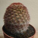 Mammillaria carmeniaeFulla