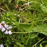 Astragalus austriacus