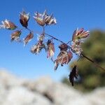 Poa alpina Habit