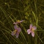 Rhexia alifanus Flower