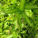 Persicaria hydropiper Hoja