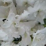 Azalea alabamensis Virág