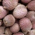 Litchi chinensis ഫലം