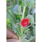 Echium angustifolium 其他