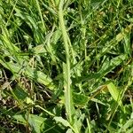 Sonchus maritimus Leht