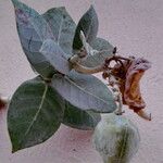 Calotropis procera Gyümölcs