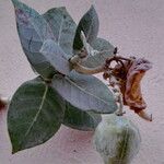 Calotropis procera Fruit