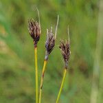 Schoenus nigricans Frucht