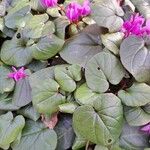 Cyclamen coum Leaf