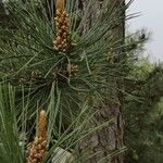 Pinus tabuliformis 花