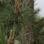 Pinus tabuliformis Flower