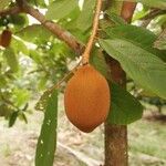 Theobroma grandiflorum Fruto