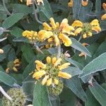 Phlomis fruticosaŽiedas