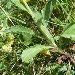 Leucanthemum adustum Blad