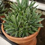 Agave victoriae-reginae Агульны выгляд