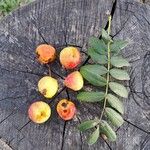 Sorbus domestica Fruit