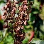 Atriplex hortensis Fruto