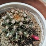 Mammillaria nivosaBark