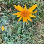 Arnica montanaFlower