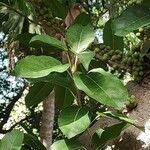Ficus superba Hoja