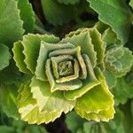 Coleus caninus Leaf