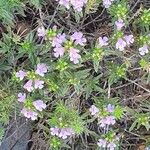 Satureja subspicata Flower