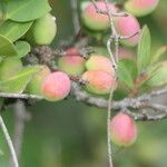 Acokanthera oppositifolia Fruchs