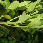 Ocotea floribunda List