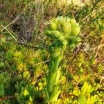 Sempervivum grandiflorum Hoja