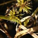 Sparganium natans Flower