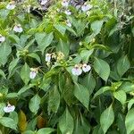 Impatiens tinctoria Лист