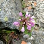 Lamium hybridum花