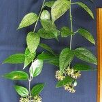 Critonia billbergiana