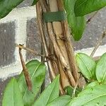 Lonicera acuminata Φλοιός