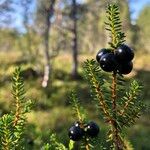 Empetrum nigrum Fruit