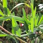 Lathyrus clymenum Foglia