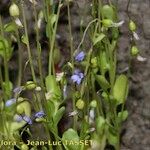 Solenopsis laurentia 形態