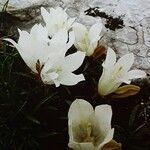 Edraianthus niveus Flor