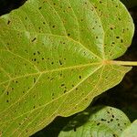 Christiana africana Hoja