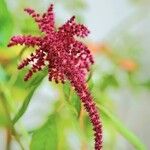 Amaranthus caudatus Flor