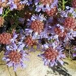 Coris monspeliensis Flor