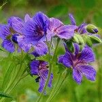 Geranium ibericum Çiçek
