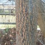 Alnus serrulata Corteza
