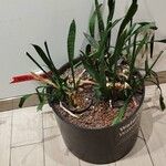 Dracaena hyacinthoides葉