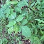 Desmodium intortum Leaf