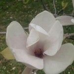 Magnolia x soulangeana Άλλα