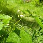 Solanum nigrumFlor