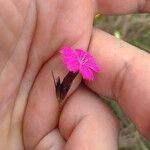 Dianthus giganteus Кветка